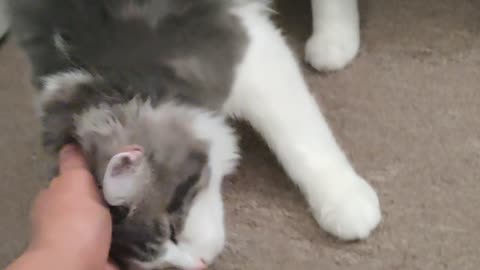 Petting my fluffy 😺