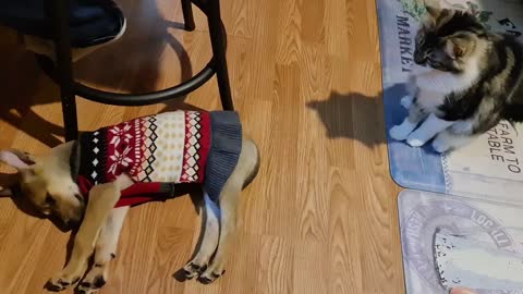 Shy cat's first time meeting a puppy | Super cute reaction
