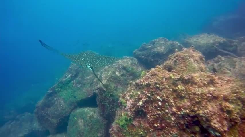 Scuba divers tucked into crevices encounter incredible wildlife