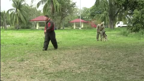 Watch U.S. and Philippine Military Dogs Take Part in Epic Training Exercise!