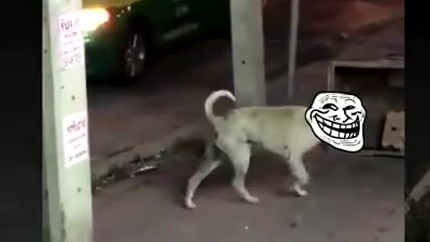 Dog acting on road
