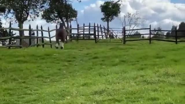 Horse SOO Cute! Cute And funny horse Videos Compilation cute moment #22