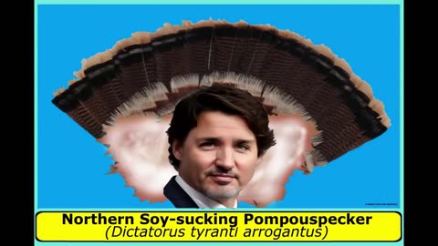 Justin Trudeau: Bird of the Week! Northern Soy-sucking Pompouspecker (Canadian Brown-nosed Pecker)