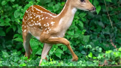 Facts about Deer