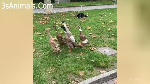 dog vs chickens