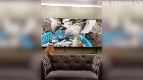 Funniest animals video😅-Funny cats😹🐈 and Crazy dogs🐶🐕 Videos #2023.