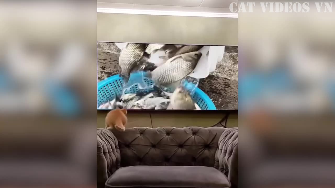 Funniest animals video😅-Funny cats😹🐈 and Crazy dogs🐶🐕 Videos #2023.