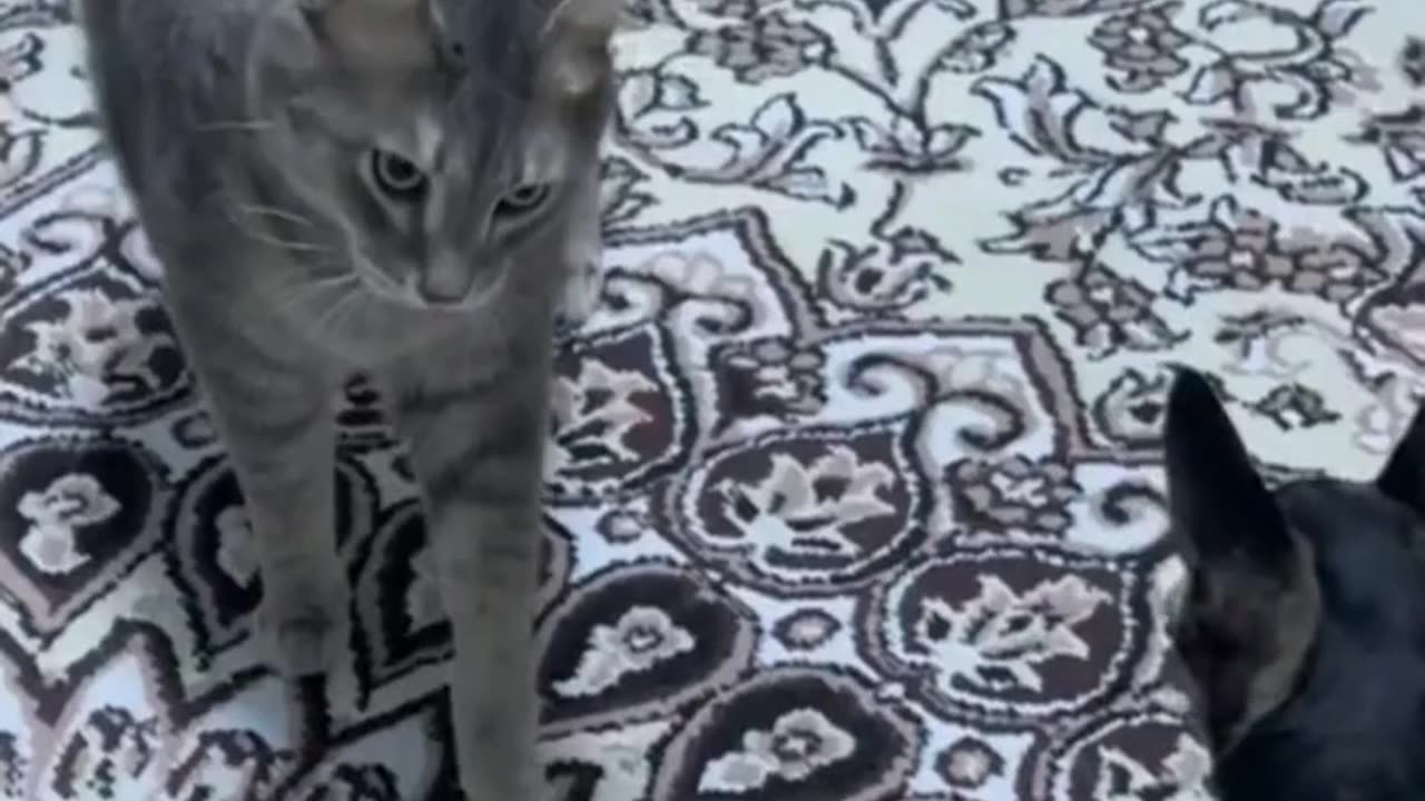 Funniest cat video of 2023 🐱😂 cats love