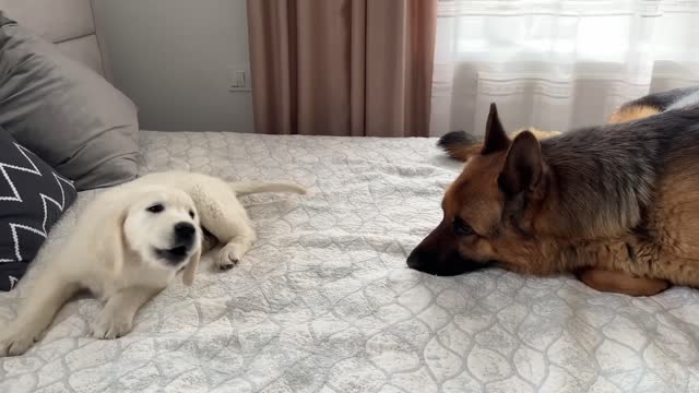 Golden Retriever Puppy Tries to Make Friends with German Shepherd