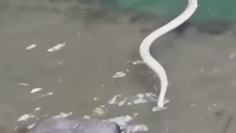 Beware ⚠️ of snakes 🐍 😧