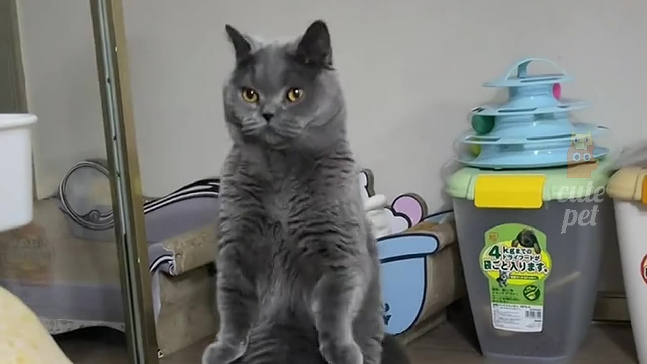 Funny cats video | Cute cat video | Cat funny moments