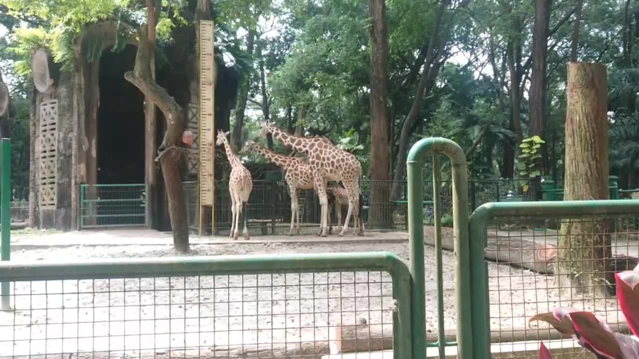 Look at the giraffes are eating the leaves