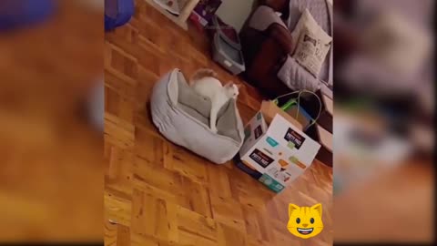 funny cat trying.....