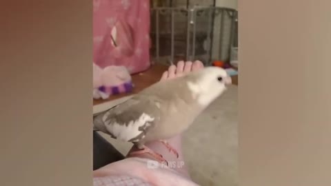 Parrot Whistles Like a PRO