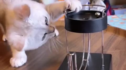 Funny cat video😜😱 cat play with toys