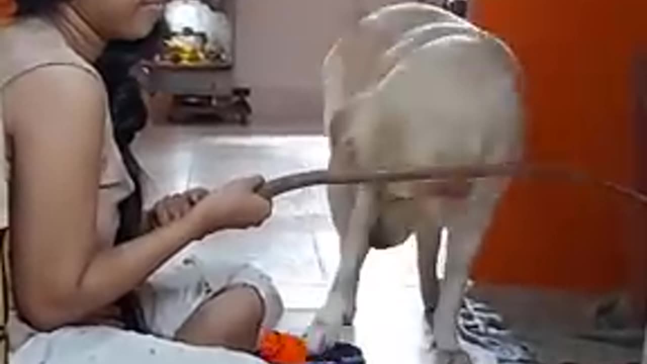 Smart dog passes test