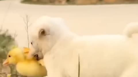 Puppy and ducks