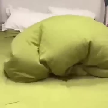 Cute cats videos #shorts #cats #littel_cat #best_cat #catlover #catsoftiktok #catvideo