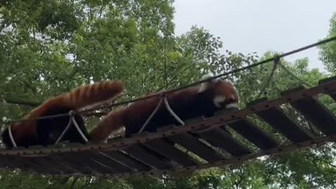 The red panda