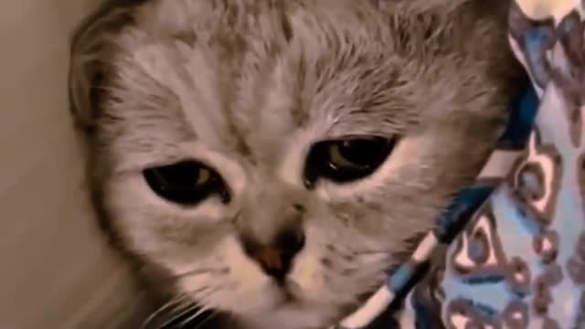 It turns out that the little cat will also disappear