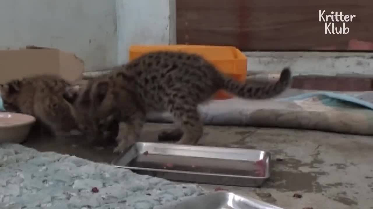 Another Rescued Leopard Cat Came Miraculously But... (Part 2) | Kritter Klub