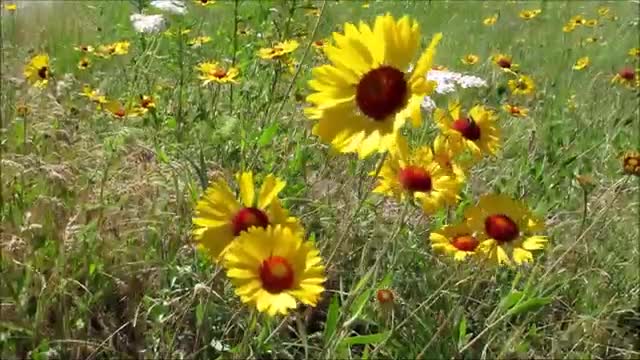 FLOWERS CAN DANCE!!! Amazing nature Beautiful blooming flower time lapse video