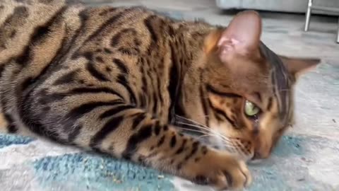Scientific Facts About Cat Watch It Must