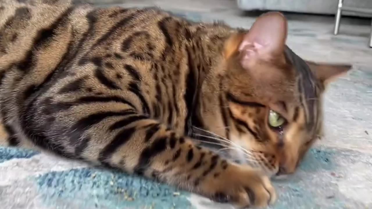 Scientific Facts About Cat Watch It Must