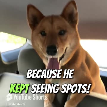 The_Dog_is_the_Main_Car_Entertainment