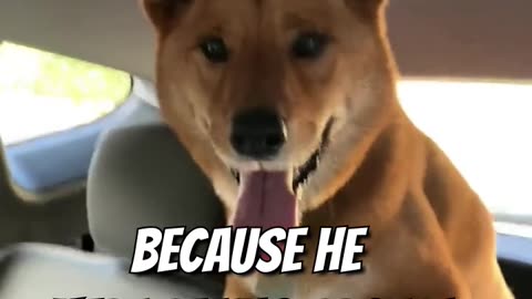 The_Dog_is_the_Main_Car_Entertainment