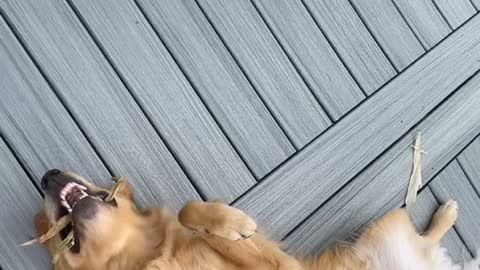 Golden Retriever Brothers Devour Fall Decorations