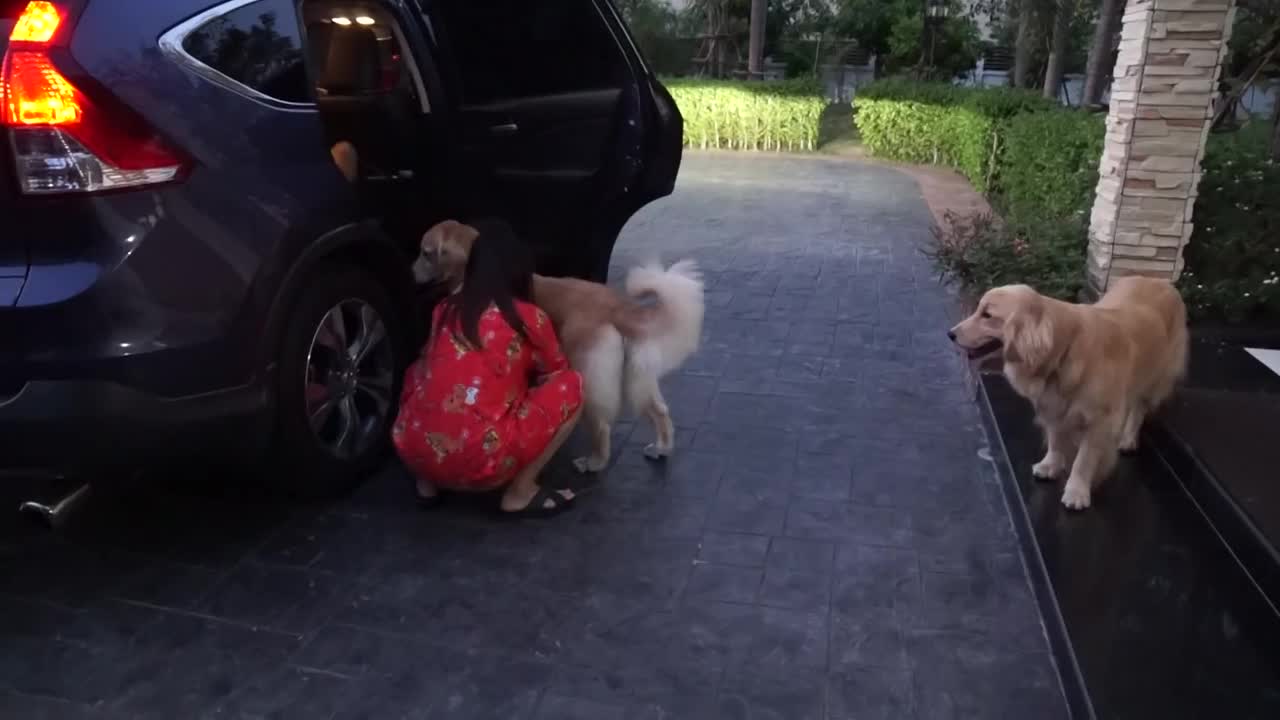 Golden Retrievers line up in an orderly fashion for car ride