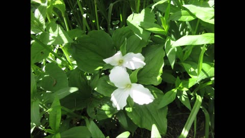 Minnesota Trillium Trillium May 2022