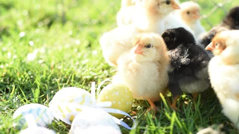 Small chicken chicks
