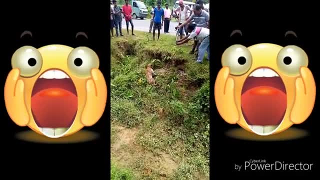 Leopard attack/ viral India video /viral leopard attack /