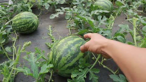 Try this watermelon growing method - Easy but the results are amazing l Mixvlog