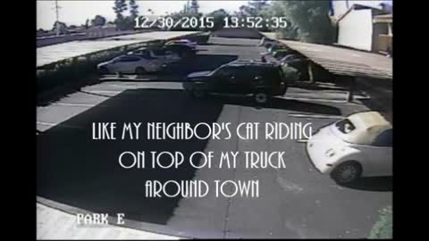 Adventurous cat wants to ride around town