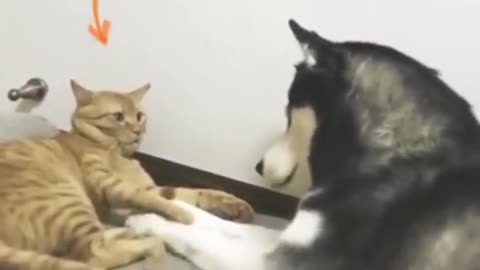 AWW SO FUNNY 😂😂 Super Dogs And Cats Reaction # 1 😺