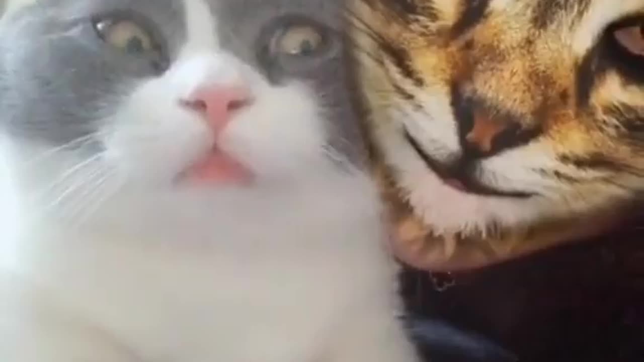 Cat funny reaction on see girl on cat mask