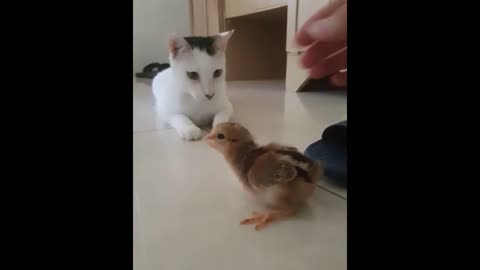 New Friend or new toy_ -A Funny Cats Daily moments 😍💖 -so cute and funny! 😄😁