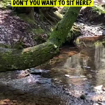 NATURE'S TREE SEAT OVER WATER!