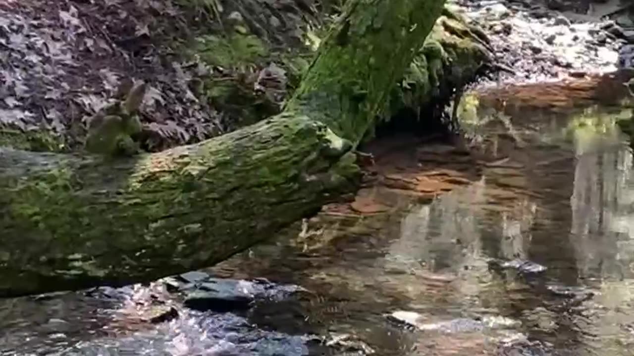 NATURE'S TREE SEAT OVER WATER!