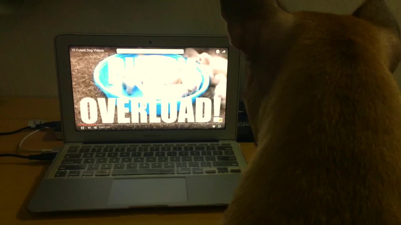 French Bulldog fascinated by viral dog videos