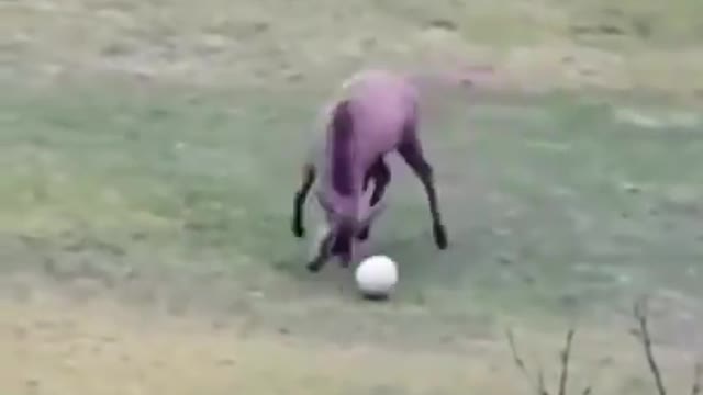 The deer scores a beautiful goal after a short dribble