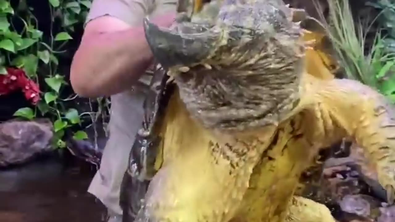 Turtles in Florida
