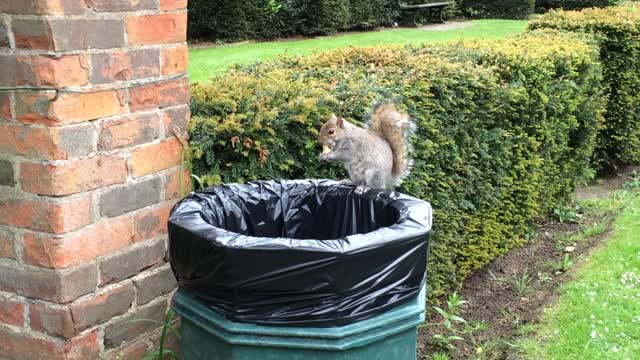 Greedy Squirrel eats fries from the trash- kid thinks this is hiliarious