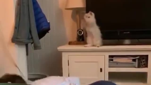 funny cats, funny cats and dogs, funny cats videos, funny cats compilation, funny cats shorts