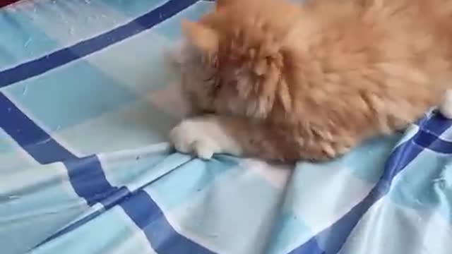 😂 Funniest Animals Life 😂Funniest Cats and Dogs Part 39