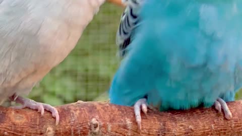 Budgies🤩