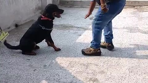 how to train your dog !! Click on this link (https://2a463exij87--w16u8mbz5z825.hop.clickbank.net